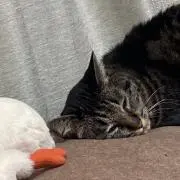 jiji