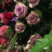 オリーブの画像