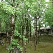 やっちんの画像