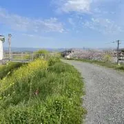 さくらの画像