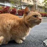 ゆーみーの画像