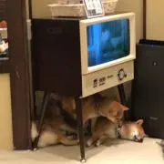 ぽてとの画像