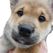 Image of あにまるっ