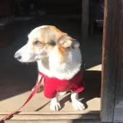 つむぎの画像