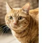 とらねこ