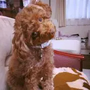ジャマの画像