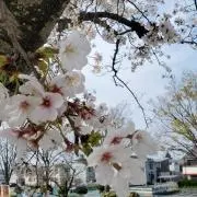 o-kkrhs17(๑・̑◡・̑๑)の画像
