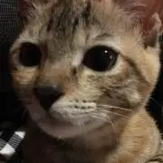 わさわさの画像