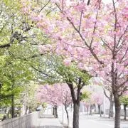 ysoooの画像