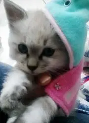 にこの画像
