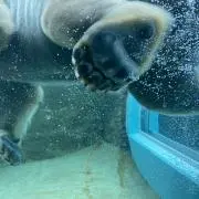やんの画像