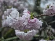 TOMOの画像