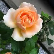 ミッキー♡の画像