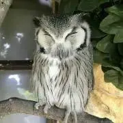 はんぺんの画像