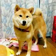 みわんこさんの画像