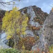 フィノの画像