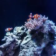 あやたか