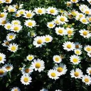☀︎の画像