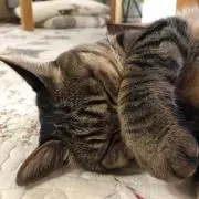 あんさんの画像