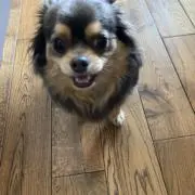 SHの画像