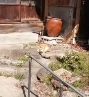 アサリ貝