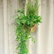 なつの画像