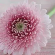 mewmの画像