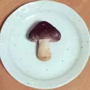 きのこのこ