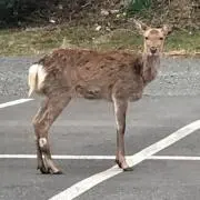 クーロンの画像