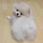 はな