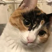 きょーこの画像
