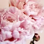 まいちゃんの画像