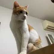 ちゃみおの画像