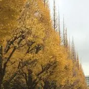 タカの画像