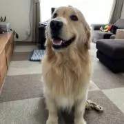 ロキオの画像