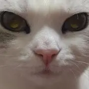 マル