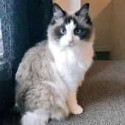 ミッチ