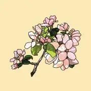 sakuraの画像