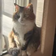 きなこ