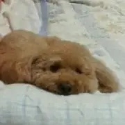 ふうかの画像