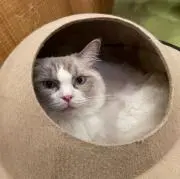 ココアの画像
