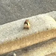 すずまるの画像