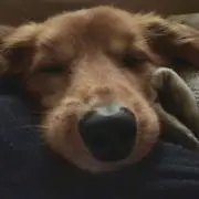 けいたんの画像