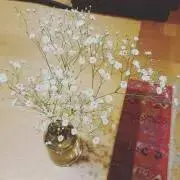MiTの画像