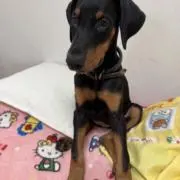 ナッシュビビベア☆★☆の画像