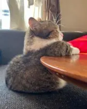 まるの画像
