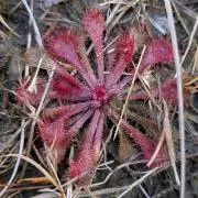 食虫植物 ハエトリソウ Dionaea オオタラコ - メルカリ