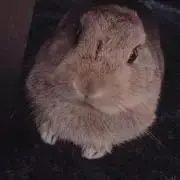 わとそんくん