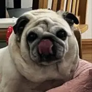 もこみの画像