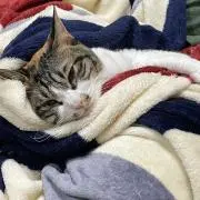 プロフ絶対読んでください。にゃむ☺︎︎の画像